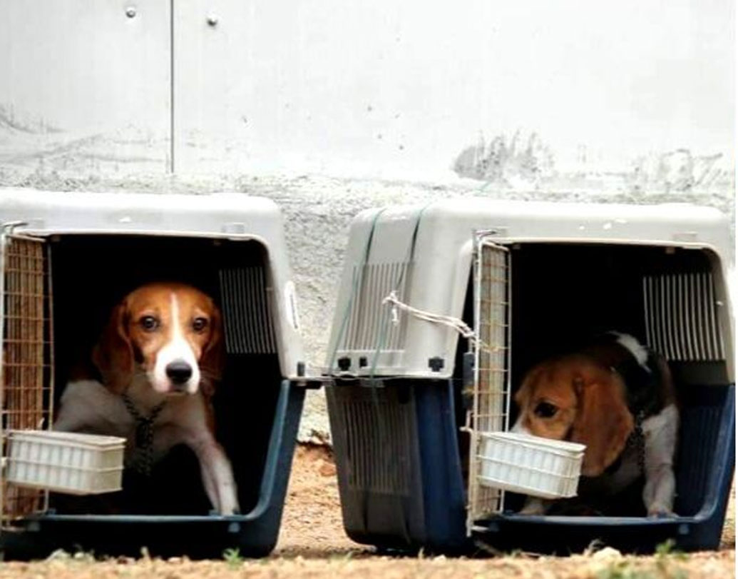 গবেষণার ল্যাবে মোটেও ভাল লাগত না স্পার্কির। খাওয়া, ঘুম, মল-মূত্র ত্যাগ সব ওই ছোট্ট খাঁচায়। ছোট্ট স্পার্কি ভয় পেত খুব। দিনের শেষে একটু আদরও জুটত না। সে দেখত, পরীক্ষায় সাড়া দিতে না পারলে কেমন যেন নেতিয়ে পড়ছে বন্ধুরা! কেউ কেউ মারা গেলে তাদের সরিয়ে দেওয়া হচ্ছে নিষ্ঠুর ভাবে। তার জায়গায় চলে আসছে অন্য কোনও বিগল।