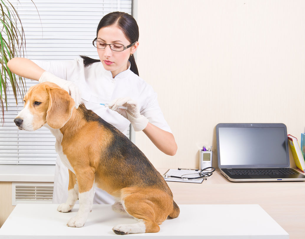 ছোট্ট স্পার্কি বুঝত না, কেন বার বার তাদেরই তুলে আনা হয় গবেষণার ঘরে! আসলে ইঁদুর ও গিনিপিগদের পর পরীক্ষা-নিরীক্ষার জন্য বেছে নেওয়া হয় বিগলদেরই। এই প্রজাতির কুকুর আকারে বড় ও শক্তিশালী হওয়ায় এদের সহ্যশক্তি বেশি বলে হয়। তাই গবেষকদের কাছে ইঁদুর-গিনিপিগে সাফল্য মেলার পর বিগলরাই হয়ে ওঠে প্রথম পছন্দ।