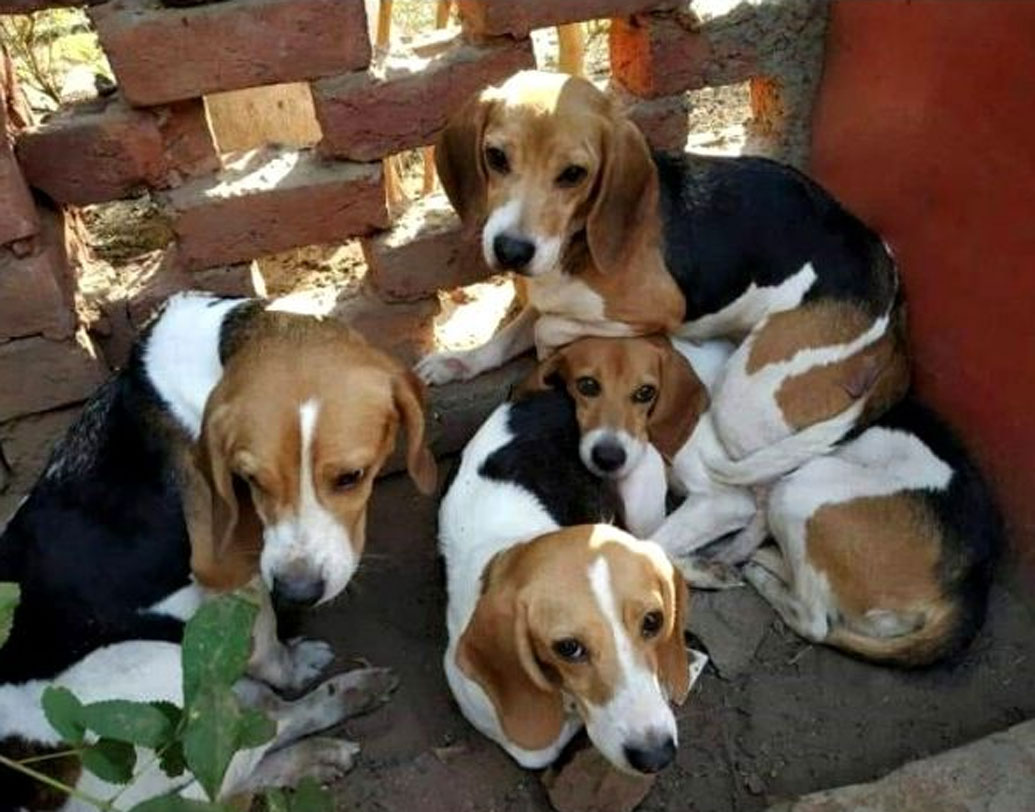 বিগল নিয়ে পরীক্ষা-নিরীক্ষার জন্য বেশ কিছু আইনি ফরমান আছে। স্বাস্থ্যকর খাঁচা, তাদের ঠিকঠাক দেখভাল— নিয়ম আছে অনেক কিছুরই। তবে সে সব কতটা মেনে চলা হয় তা নিয়েও বিতর্ক রয়েছে। মূল গোল বাঁধে গবেষণার পরে। এই সব বিগলদের পুনর্বাসন হত না আগে। গবেষণার পর এই বিগলগুলি ভয়ঙ্কর জীবনযাপন করত। অনেক ক্ষেত্রেই পরীক্ষার পর অসুস্থ কুকুরদের মেরেও ফেলা হত।