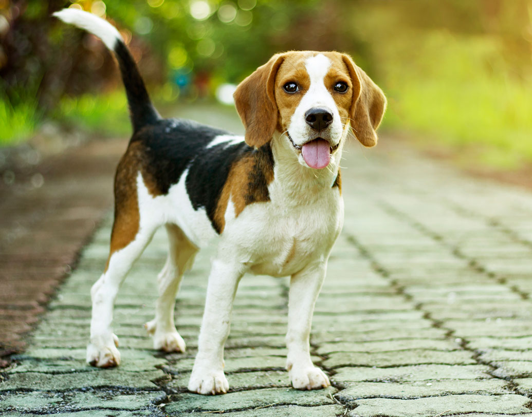 কমপ্যাশন আনলিমিটেড প্লাস অ্যাকশন (কুপা)-এর মাধ্যমে একটি বিগলকে তিনি দত্তক নেন। তখনও গবেষণায় প্রয়োজনীয় কুকুরদের পুনর্বাসন নিয়ে তেমন কড়া কোনও আইন নেই। আইন এল ২০১৫-তে। আইন করে জানানো হল, একটি প্রকল্প সমাপ্ত হওয়ার পরে বা পরীক্ষায় ব্যবহৃত কুকুরের বয়স তিন বছরের মধ্যে হলে তাদের পুনর্বাসনের ব্যবস্থা করতে হবে।