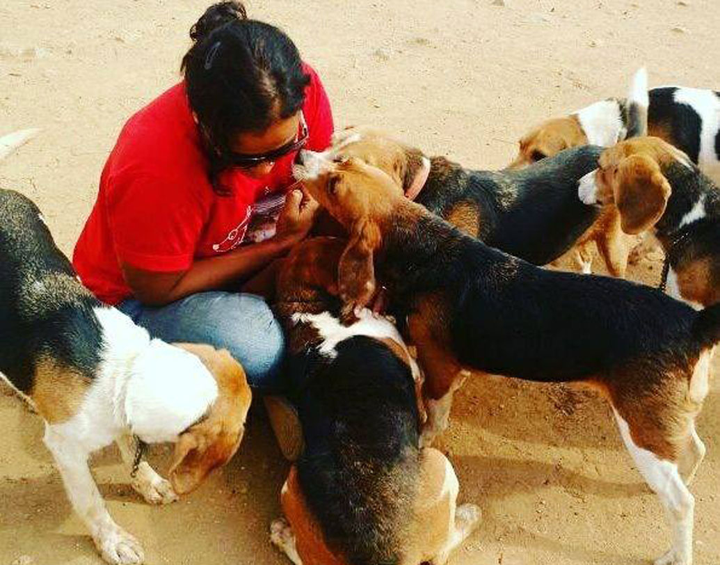 তাই ২০১৬-তে বেঙ্গালুরুর ওই গবেষণাগারটি বন্ধ হয়ে গেলে  প্রায় ২৫০টি বিগল আশ্রয় হারায়। এ দিকে সিইউপিএ খবর পায়, ২০১২-তে চিন্থানার দত্তক নেওয়া বিগলটি বংশবৃদ্ধি করেছে। বিগলের অভিভাবক হিসেবে চিন্থানা তত দিনে সফল। তাঁর প্রিয় পোষ্য স্পার্কি বেশ চনমনে ও মিশুকে হয়ে উঠেছে।