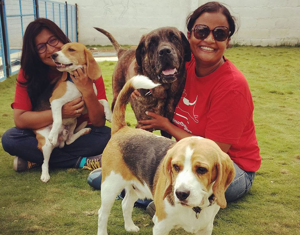 তাই চিন্থানারই শরণ নেয় সিইউপিএ। কী ভাবে এই ২৫০ বিগলের পুনর্বাসন করানো সম্ভব হয় তা নিয়ে চলে আলোচনা। অবশেষে যোগাযোগ হয় অবন্তীর সঙ্গেও। এই বিগলদের পাশে দাঁড়াতে তাঁরা দু’জন একটি অসরকারি প্রতিষ্ঠান ফ্রেগলস অব ইন্ডিয়া (ফোই) গঠন করেন।