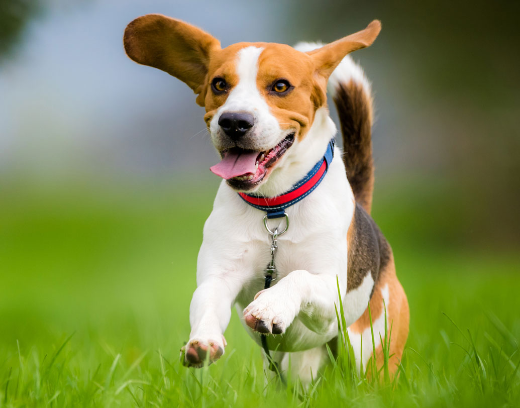 এই প্রশিক্ষণের কাজটাও করে ফোই। চিন্থানা ও অবন্তীয় কথায়, এই বিগলগুলিকে ক্ষণিকের জন্য খুশি ও চনমনে দেখলেও আমরা চট করে তাদের সঙ্গে খেলাধূলা করি না। আগে একটু একটু করে চিবুকে আদর, মাথায় হাত বোলানোর মাধ্যম মানুষ ও বিগলদের মধ্যে মিলমিশের রসায়ন তৈরি করা হয়।