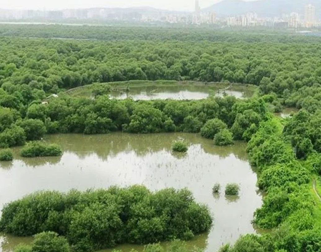মেয়ে হওয়ায় তাঁর কাজে সুবিধেও হয়েছে। অবলীলায় ঢুকে পড়েছেন উপকূল ঘেঁষা নিম্নবিত্ত পরিবারগুলোর রান্নাঘরে। কথা বলেছেন বাড়ির মেয়েদের সঙ্গে। কারণ এ সব বাড়ির পুরুষদের তুলনায় মেয়েরাই জঙ্গলে যান জীবিকার সন্ধানে। তাঁদের বুঝিয়েছেন অরণ্যের উপযোগিতা।