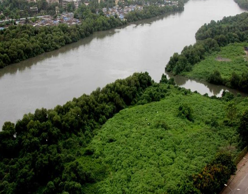 সমুদ্রের তীরবর্তী অঞ্চলে ম্যানগ্রোভ অরণ্য থাকা স্বাভাবিক। আরবসাগরের তীরে মুম্বইয়েও ছিল। কিন্তু ‘বম্বে’ থেকে ‘মুম্বই’ হওয়ার স্রোতে তা অনেকটাই হারিয়ে ফেলেছে বাণিজ্যনগরী। কংক্রিটের জঙ্গলে মুখ লুকনো সেই সবুজকেই ফিরিয়ে আনতে চান সীমা।