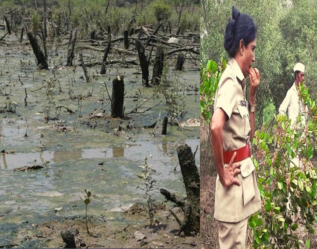 কিন্তু ঠান্ডাঘরে বসে সিদ্ধান্ত নেওয়া যত সোজা, মাঠে নেমে কাজ করা ততই কঠিন। ম্যানগ্রোভের শ্বাসমূলে জড়িয়ে থাকে প্লাস্টিক। শ্বাস নিতে না পেরে মৃত্যু হয় গাছের। পাশাপাশি, ম্যানগ্রোভ অরণ্যে ছড়িয়ে থাকা আবর্জনাও বড় সমস্যা। তা ছাড়া, মুম্বইয়ে একচিলতে জায়গা মানুষের থেকেও মহার্ঘ। ফলে পরিবেশের উপর পড়ে নির্বিচার কোপ।