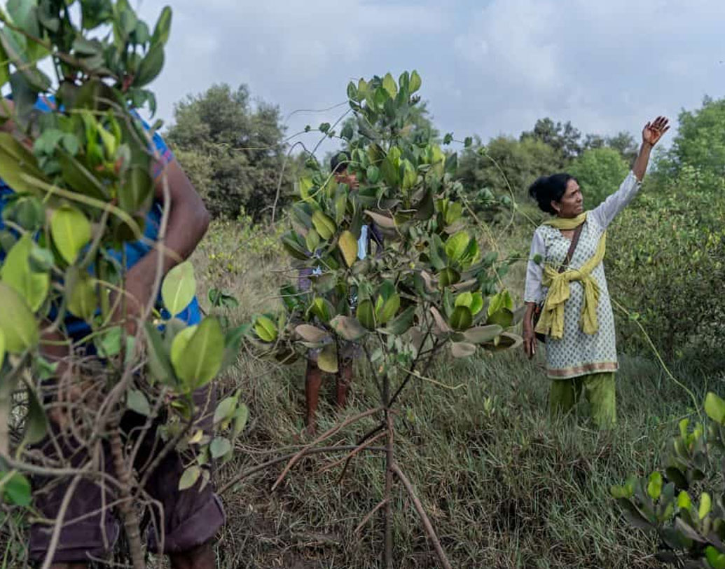 কাজ করতে গিয়ে সীমাকে যথেষ্ট সমস্যার মুখে পড়তে হয়েছে। সামাজিক ও রাজনৈতিক, দু’দিক থেকেই এসেছে বাধা। মুখোমুখি হতে হয়েছে শারীরিক আঘাতেরও। এসেছে হুমকিও। কিন্তু কোনও কিছুই দমিয়ে রাখতে পারেনি তাঁকে। তিনি অরণ্যের অতন্দ্র প্রহরী। কলেজে লেকচারারের চাকরি করেও কাজ করে চলেছেন সবুজকে বাঁচিয়ে রাখতে। পাশাপাশি চলছে বৃক্ষরোপণ।