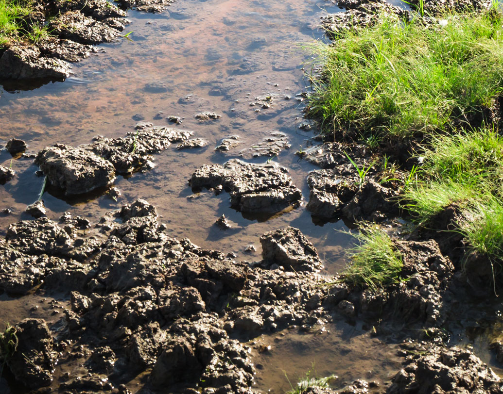ম্যানগ্রোভ থাকলেই থাকবে মাছ। তাই ‘কোলিওয়াড়া’ বা মৎস্যজীবীদের মহল্লায় গিয়ে বোঝাচ্ছেন সীমা। যাতে তাঁরা এগিয়ে আসেন অরণ্য রক্ষায়। সমাজের সব স্তরেই জারি সীমার সচেতনতা প্রসার। কারণ তিনি জানেন, অরণ্য আছে বলেই মুম্বই আছে। ম্যানগ্রোভ না থাকলে গাছের পাতার মতোই খসে পড়বে ক‌ংক্রিটের বহুতল।             ছবি: শাটারস্টক