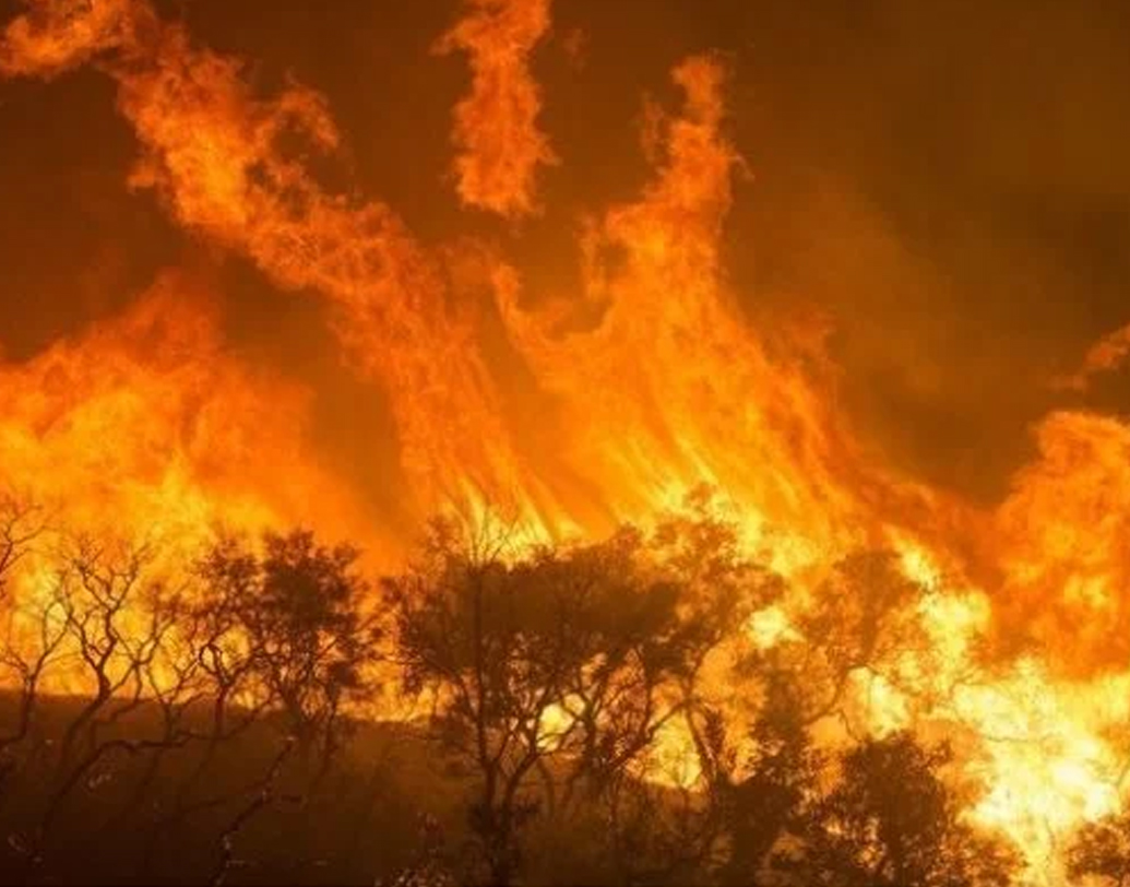 ব্রাজিলের মহাকাশ গবেষণা সংস্থা ‘ইনপে’-র  সমীক্ষা বলছে এ বছর আমাজন বৃষ্টি-অরণ্যে ৭২,৮৪৩টি দাবানলের ঘটনা নথিভুক্ত হয়েছে। গত বছরের এই সময়ের তুলনায় যা ৮৩% বেশি! এবং ২০১৩-র তুলনায় দ্বিগুণ! এই প্রকোপ আগের সমস্ত রেকর্ড ছাপিয়ে গিয়েছে বলে দাবি ব্রাজিলের ওই সংস্থার।
