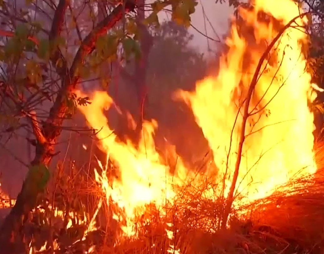জলবায়ুবিজ্ঞানী কার্লোস নোব্রে বলেছেন, গবাদিপশুর চারণভূমি হিসেবে জমি ব্যবহার করতে চাওয়া কৃষকেরা জায়গা পরিষ্কার করতে শুকনো আবহাওয়ার জন্য অপেক্ষা করেন। এ সময় বন দাহ্য হয়ে থাকে এবং খুব সহজেই তাতে আগুন লাগে।যদিও সাও পাওলো বিশ্ববিদ্যালয়ের ইনস্টিটিউট ফর অ্যাডভান্সড স্টাডিজের গবেষক নোব্রের মতে আমাজনে কর্মরত এনজিওগুলো কৃষিকাজে আগুন ব্যবহার করে না। তারা বরং লোকজনকে আগুন ব্যবহার না করতে উৎসাহিত করে।