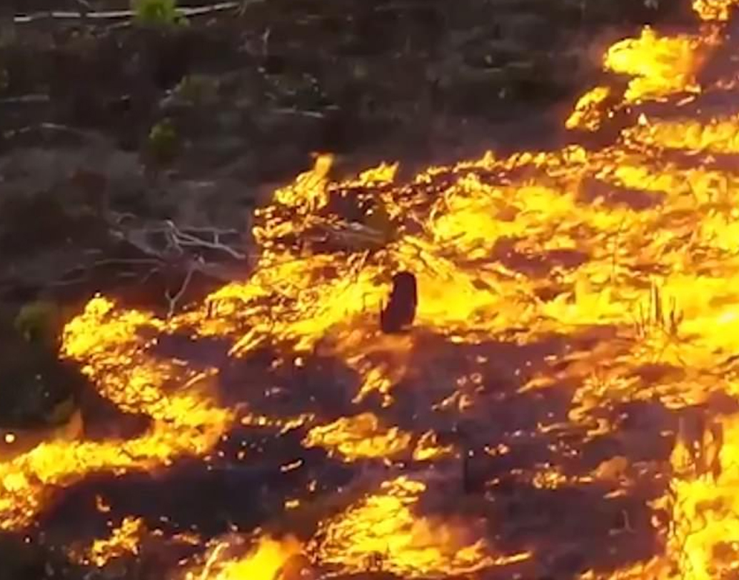 আমাজনে ভয়াবহ পরিস্থিতির জন্য দক্ষিণপন্থী প্রেসিডেন্ট জাইর বোলসোনারোর নীতিকে কাঠগড়ায় তুলেছেন পরিবেশবিদেরা। চলতি বছরের জানুয়ারিতে ক্ষমতায় আসার আগে আন্তর্জাতিক হুঁশিয়ারির তোয়াক্কা না-করেই আমাজন অঞ্চলকে চাষ ও খনিজ উত্তোলনের কাজে ব্যবহারের কথা বলেছিলেন তিনি।