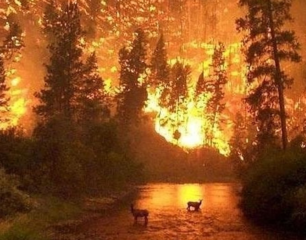 তাঁর এ উদ্যোগের ফলে বন উজাড় হয়ে যেতে পারে—আন্তর্জাতিক মহলের এমন উদ্বেগ দিনের পর দিন উপেক্ষা করে গেছেন বোলসোনারো। ফলস্বরূপ আমাজনে অন্তত ৭২ হাজার অগ্নিকাণ্ডের ঘটনা ঘটেছে। মৃত্যু হয়েছে অনেক পশুপাখীরও।