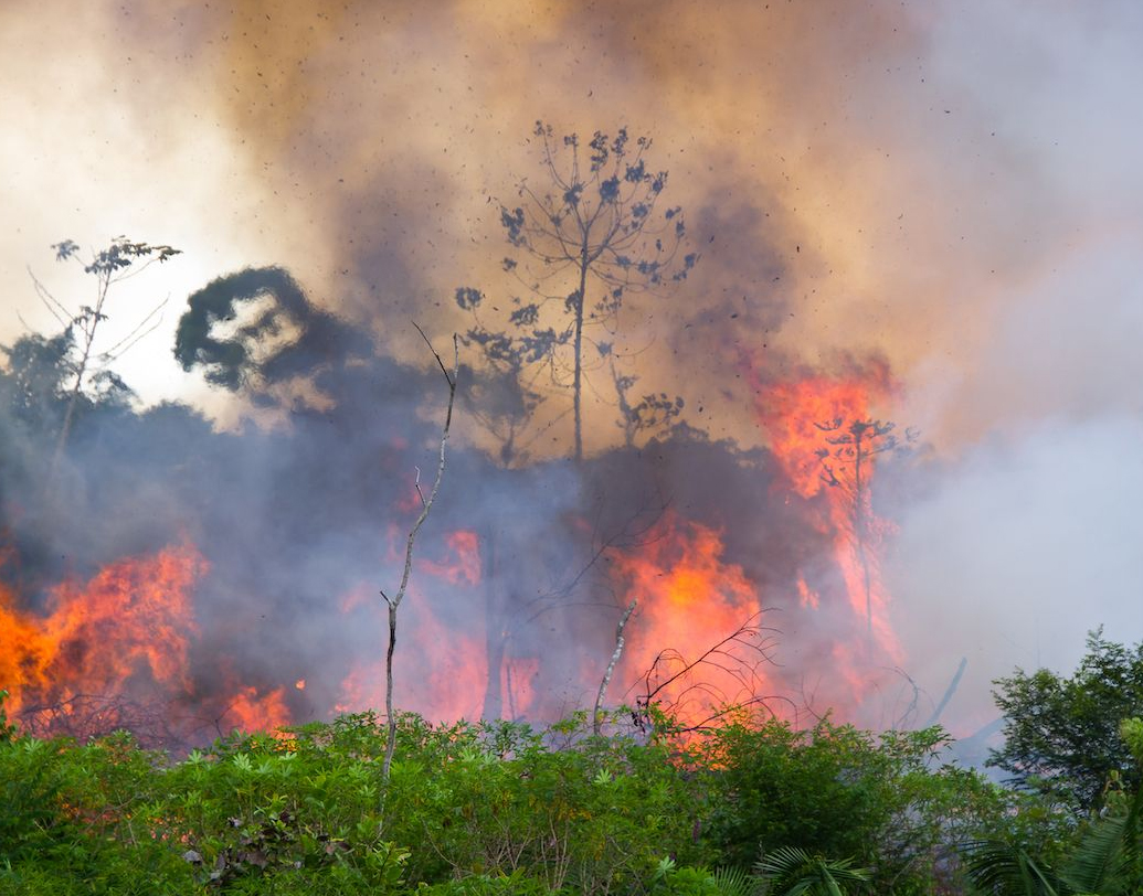যদিও বোলসোনারোর বলেছেন, অযথা এ সব নিয়ে দোষারোপ করা হচ্ছে তাঁকে। এই সময়ে আগুন জ্বালিয়ে চাষের জমি তৈরি করেন চাষিরা। সেটাই হয়ে আসছে। ইনপে-র পরিসংখ্যানকে ‘ভুয়ো’ বলে উড়িয়ে দিয়ে ইনপে-র ডিরেক্টরকে বরখাস্ত করেছেন প্রেসিডেন্ট।