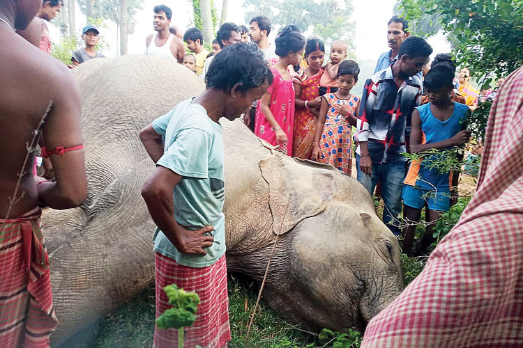 A elephant allegedly died electrocuted in Lalgarh