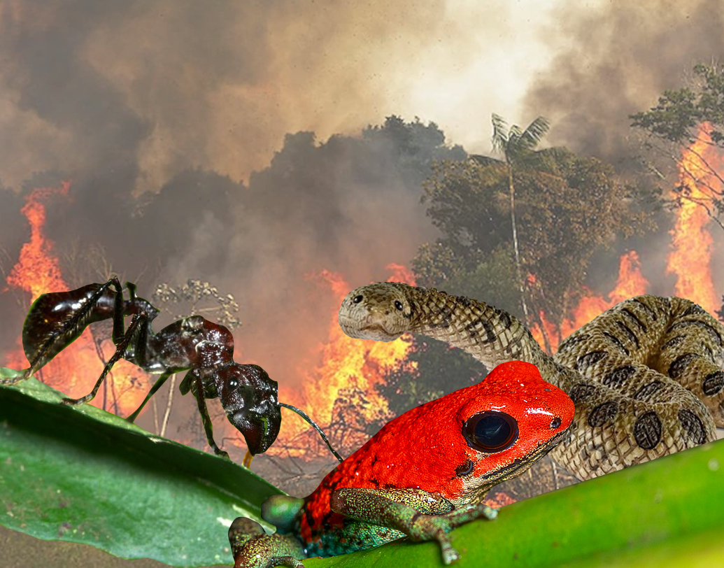 আমাজন বৃষ্টি-অরণ্য জীববৈচিত্রে ভরপুর। এই লাগাতার দাবানলে প্রচুর প্রাণীরও প্রাণহানি ঘটছে। গ্যালারিতে রইল তেমনই কিছু প্রাণী যাদের জীবন বিপন্ন।
