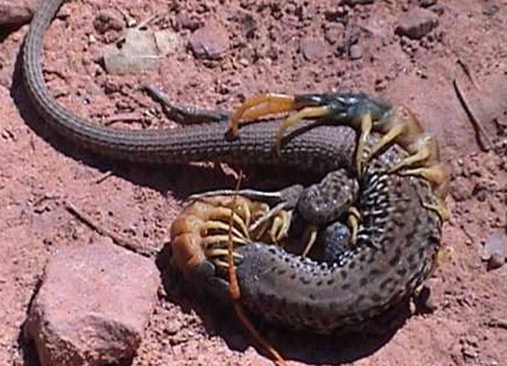 বিছে: বিশালাকার এই হলুদ পায়ের বিছের দৈর্ঘ্যে এক ফুট। কোনওটা তারও কিছুটা বেশি। এই বিছের খাদ্য তালিকায় গিরগিটি, সাপ, ব্যাঙ, ইঁদুর, বাদুর এমনকি পাখিও রয়েছে। শিকার ধরে প্রথমেই তার রক্তে মারাত্মক বিষ ঢুকিয়ে দেয় এরা।
