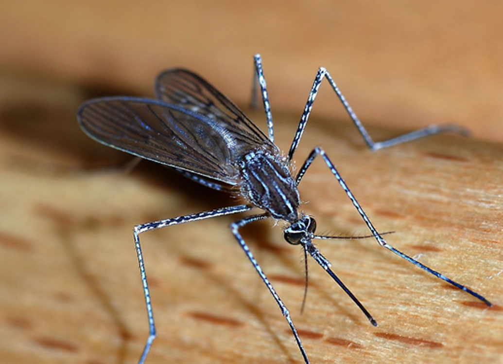 মশা: আমাজনের জঙ্গলে আসা পর্যটকদের কাছে সবচেয়ে ভয়ের কারণ মশা। পীত জ্বর, ম্যালেরিয়ার মতো প্রাণঘাতী জীবাণু এই মশা মানুষের শরীরে ঢুকিয়ে দেয়।
