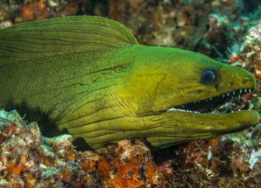 ইলেক্ট্রিক ইল: শুধু জঙ্গলের মধ্যেই নয়, আমাজনের নদীও ভয়ঙ্কর সব জীবে ভর্তি। তাদের অন্যতম এই ইলেক্ট্রিক ইল। এই মাছ বিদ্যুৎ তৈরি করে। তার একটা ঝটকাতেই একজন পূর্ণবয়স্ক মানুষের শ্বাসরোধ করে দিতে পারে। ইল মূলত শিকারের কাজেই লাগায় এই দক্ষতা।