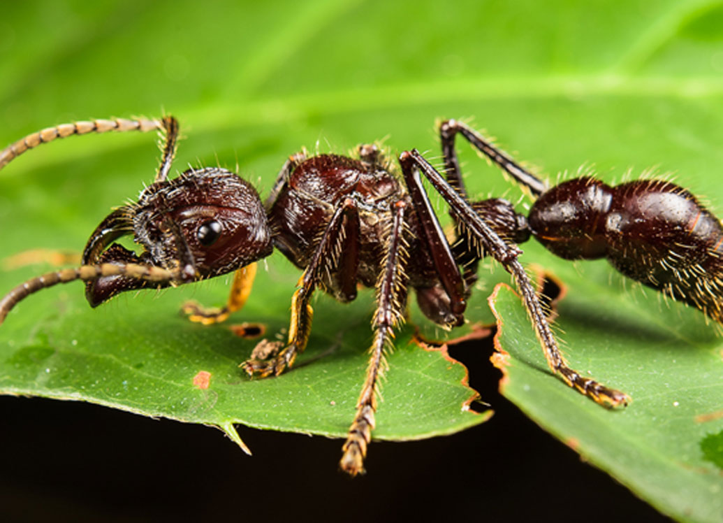 বুলেট পিঁপড়ে: আমাজনের জঙ্গলে ঘুরে বেড়ানোর সময় যদি আচমকা মনে হয় আপনার শরীরে দ্রুত গতির কোনও বুলেট বিঁধেছে, তা হলে নিশ্চিত থাকুন,সেটা বুলেট পিঁপড়ে। তার দংশন বুলেট বিঁধে যাওয়ার মতোই। ২৪ ঘণ্টা যন্ত্রণায় ছটফট করতে হবে।