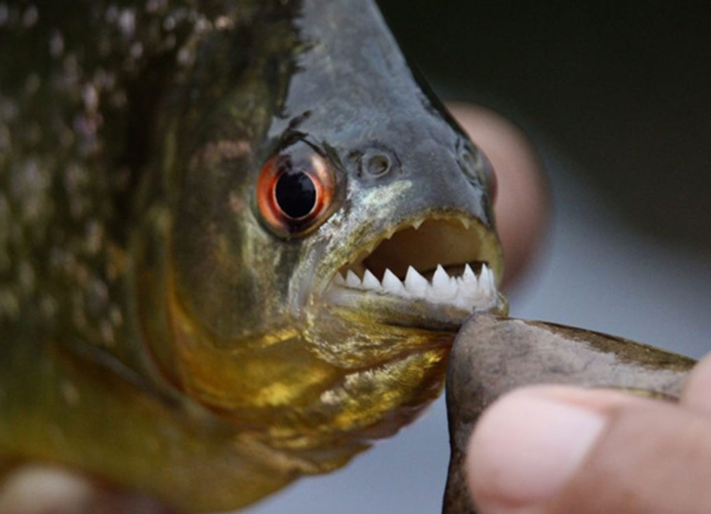 পিরানহা: আমাজন নদীতে প্রচুর সংখ্যক পিরানহা মাছ রয়েছে। নরখাদক বলে পিরানহার বদনাম রয়েছে। এই মাছের দাঁত এত ধারালো এবং চোয়াল এতটাই শক্ত যে মানুষের অঙ্গ অনায়াসে কেটে নিতে সক্ষম এরা। তবে পিরানহা জ্যান্ত মানুষ খেয়েছে এমন কোনও তথ্য এখনও নেই।