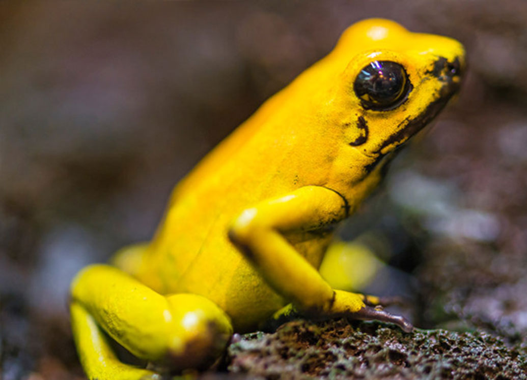বিষাক্ত ডার্ট ফগ: ছোট এবং হলুদ রঙের অত্যন্ত আকর্ষণীর এই ব্যাঙের দেখা আমাজনের জঙ্গলে মিলবে। বিশ্বের বিষাক্ততম প্রাণীদের মধ্যে অন্যতম বলা চলে একে। বিপদ বুঝলেই এদের হলুদ চামড়া থেকে বিষাক্ত রাসায়নিক নির্গত হয়। যা খুব কম মাত্রায় রক্তে মিশলে পক্ষাঘাত হতে পারে।