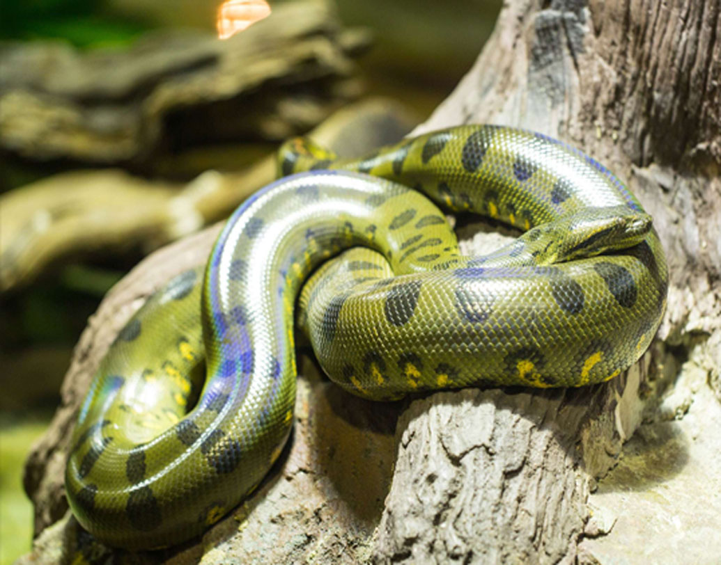 সবুজ অ্যানাকোন্ডা: নির্বীষ এই সাপটিও নরখাদক নামে পরিচিত। কোনও বিষ নেই এদের, তবে একবার শিকারকে ধরলে এর হাত থেকে নিস্তার পাওয়া প্রায় অসম্ভব। শ্বাসরোধ করে শিকারকে মেরে ফেলার পর গিলে নেয় এরা।