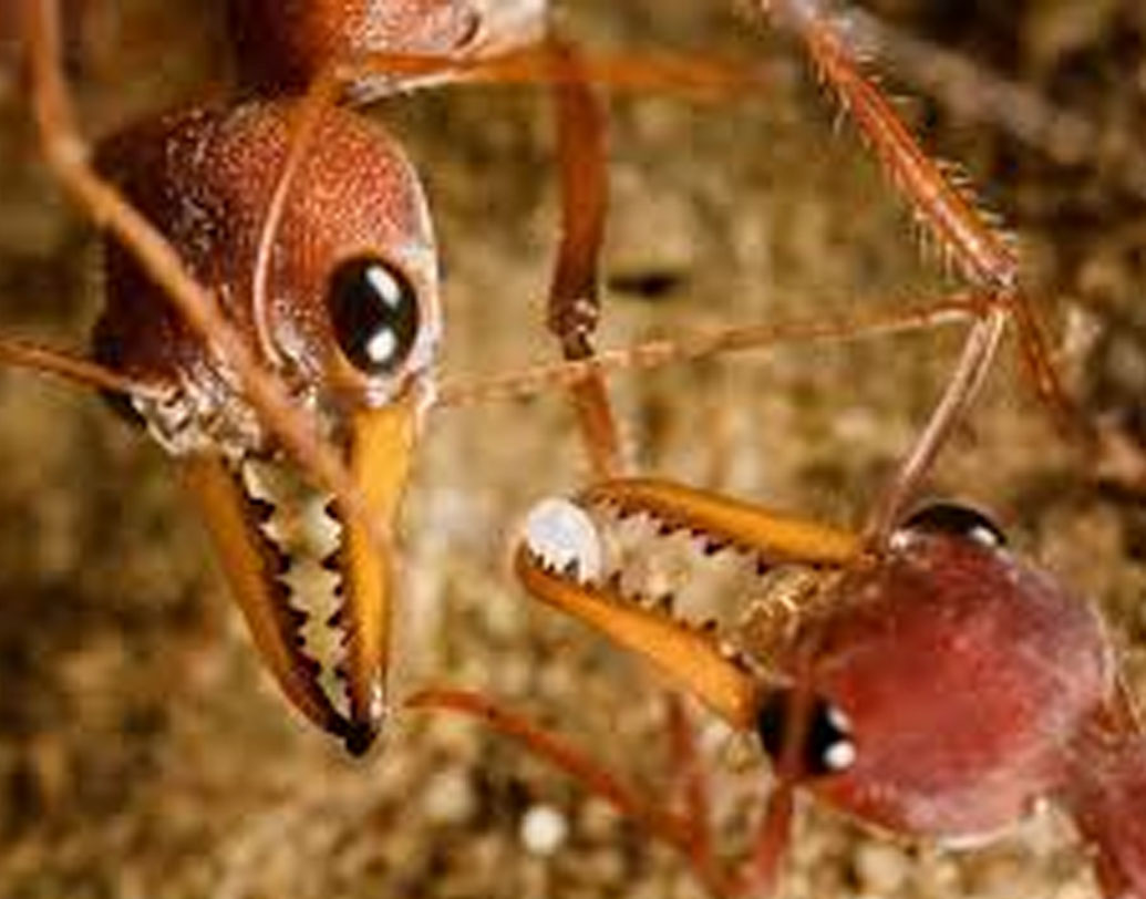 কী ভাবে এই সঙ্কট থেকে মুক্তি মিলবে, তার কোনও উপায় বাসিন্দারা ভেবে উঠতে পারছিলেন না। শেষে পিঁপড়েই সমস্যা সমাধানের উপায় বাতলে দিল! অস্তিত্ব লুপ্ত হওয়া থেকে বাঁচল গোটা শহর। কী ভাবে?