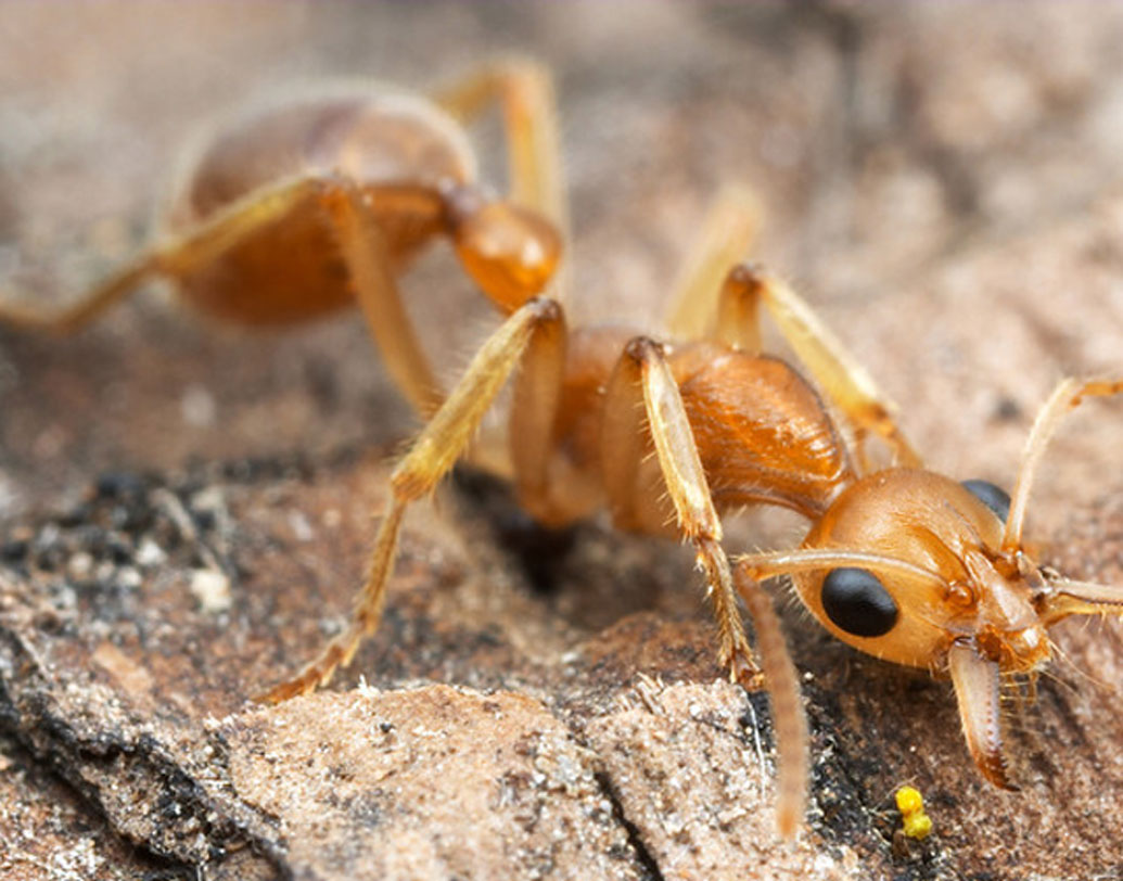 ডাইনোসর পিঁপড়ে হল এক বিশেষ ধরনের পিঁপড়ে। এই পিঁপড়ে প্রথম আবিষ্কার হয় ১৯৭৭ সালে। পতঙ্গবিদদের মতে, এটাই প্রথম পিঁপড়ের প্রজাতি, যার উদ্ভব বোলতা থেকে। ৭ কোটি বছর আগে এই পিঁপড়ের জন্ম। বিশ্বে যত পিঁপড়ের প্রজাতি রয়েছে, তাদের সবার থেকে অনেকটাই আলাদা এরা।