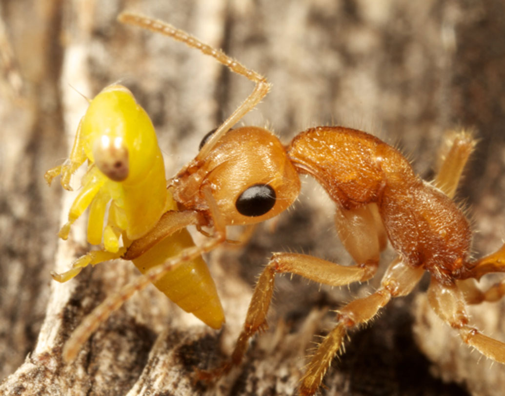 পতঙ্গবিদেরা একে জীবন্ত জীবাশ্ম এবং মিসিং লিঙ্ক বলে। বোলতা এবং পিঁপড়ে দুই প্রাণীর বৈশিষ্ট্যই রয়েছে এদের মধ্যে। সৃষ্টির সময় থেকে আজও একই রকম রয়ে গিয়েছে এরা।