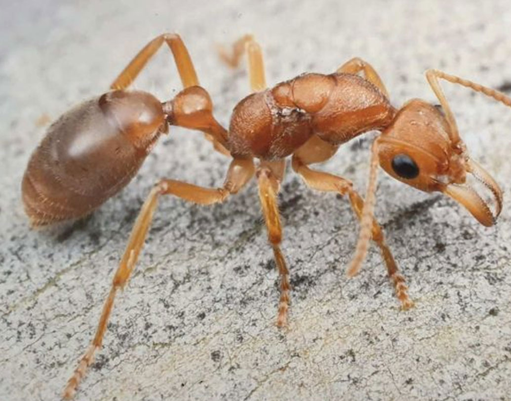 সে বছরই পতঙ্গবিদেরা প্রথম সম্পূর্ণ অন্য প্রজাতির পিঁপড়ের খোঁজ পান এই এলাকায়। ঠিক যেন ডানা ছাড়া বোলতা। পিছনে বিষাক্ত বড় হুলও রয়েছে এদের। এদের নাম দেওয়া হয় ডাইনোসর পিঁপড়ে।
