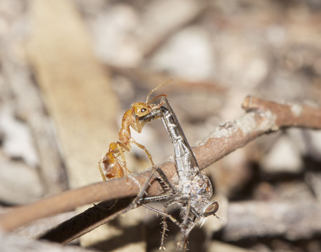তার পর থেকে রোজই কোনও না কোনও পতঙ্গবিদ পুচেরায় আসতে শুরু করেন। দিনের পর দিন এখানে থেকে গবেষণার কাজ চালিয়ে যেতে থাকেন। ফলে তাঁদের জন্য থাকার জায়গা তৈরি হয় শহরে। উপার্জনের একটা রাস্তাও খুলে যায় বাসিন্দাদের।