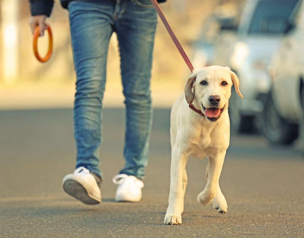 পোষ্যকে হাঁটার সঙ্গী ববানিয়ে ফেলতে পারেন।