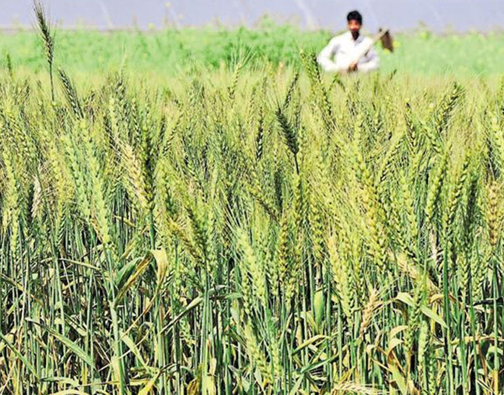 দর্শন এখন আর একা নন, তাঁর সঙ্গে আরও দু’জন যোগ দিয়েছেন। তাঁরাও সফল কৃষকদের সাক্ষাৎকার নেন। দর্শনের লক্ষ্য, প্রতি সপ্তাহে অন্তত ১০টি করে ভিডিয়ো আপলোড করা।