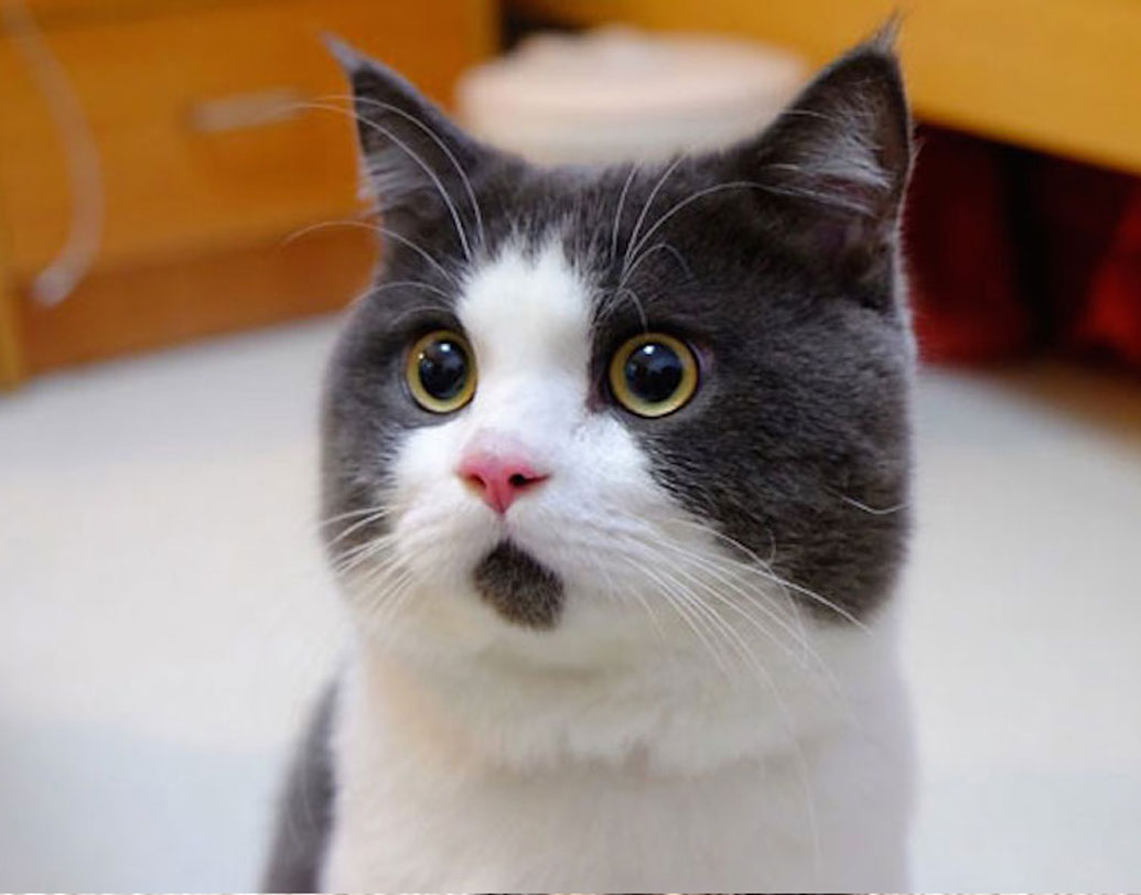 বানয়ে: ওএমজি! সারাক্ষণ যেন এটাই বলে চলে বানয়ে। মুখের ভাবভঙ্গি সেরকমই বলছে। ইউটিউব তাই এর নামই দিয়ে ফেলেছে ‘ওএমজি ক্যাট’।