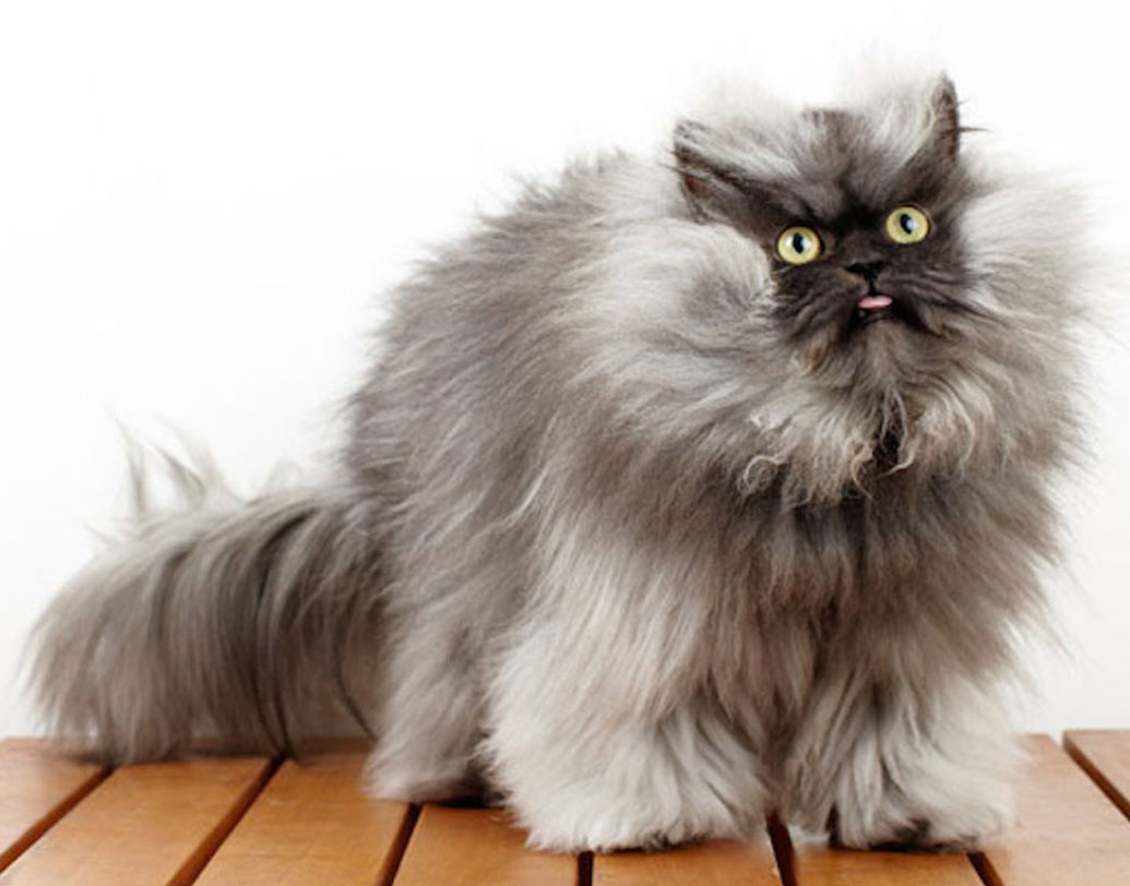 কলোনেল মিয়াও: দু’লক্ষের বেশি ইনস্টাগ্রাম ফলোয়ার আছে। আর সবচেয়ে বেশি দৈর্ঘ্যের লোমের জন্য গিনেস ওয়ার্ল্ড রেকর্ডও করে ফেলেছে।