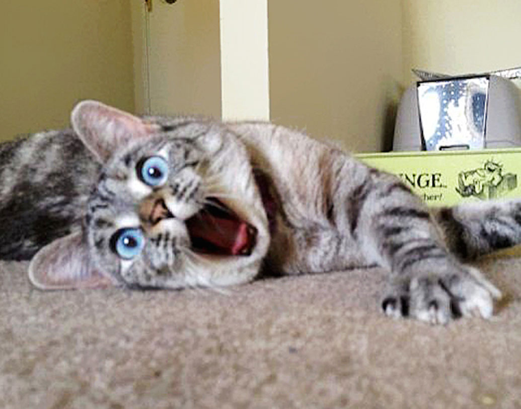 নালা: লস অ্যাঞ্জেলসে থাকে এই বিড়ালটি। ১০ লক্ষ ৬৮ হাজার ফলোয়ার তার। বিস্মিত হলে নালার মুখের ভঙ্গি এমনই বদলে যায় যে, ঠিক যেন কোনও মানুষ।