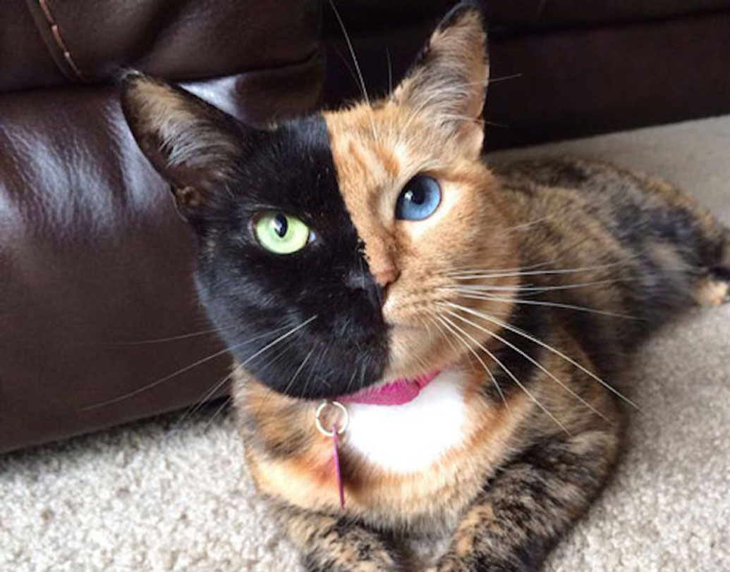 ভেনাস: ছবিটায় একেবারেই ফটোশপের কারসাজি নেই। ভেনাসের মুখের রং সত্যিই দু’রকম। আর এই জন্যই সে ইন্টারনেটে হিট।