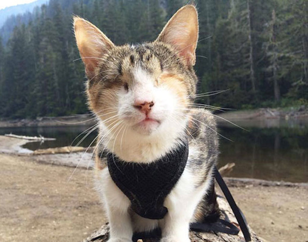 হানি বি: দু’চোখই নেই এই বিড়ালের। ছোট থেকেই এরকম। তা বলে তার খেলাধুলোয় বাধা পড়ে না। মালিকের সঙ্গে ঘুরতে যাওয়া থেকে শুরু করে, নিজের মতো খেলা সবেতেই স্বাচ্ছন্দ সে।