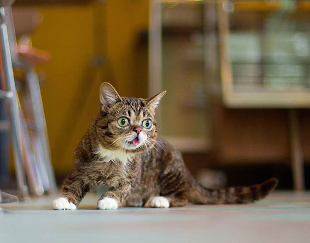 লিল বাব: লিটল থেকে লিল অর্থাৎ ছোট। লিল বাব আসলে বেঁটে বিড়াল। সবসময়ই তার জিভ বার করে থাকে। ভীষণ মিষ্টি এই বিড়ালের ছবি ইউটিউবে পড়া মাত্রই ভাইরাল।