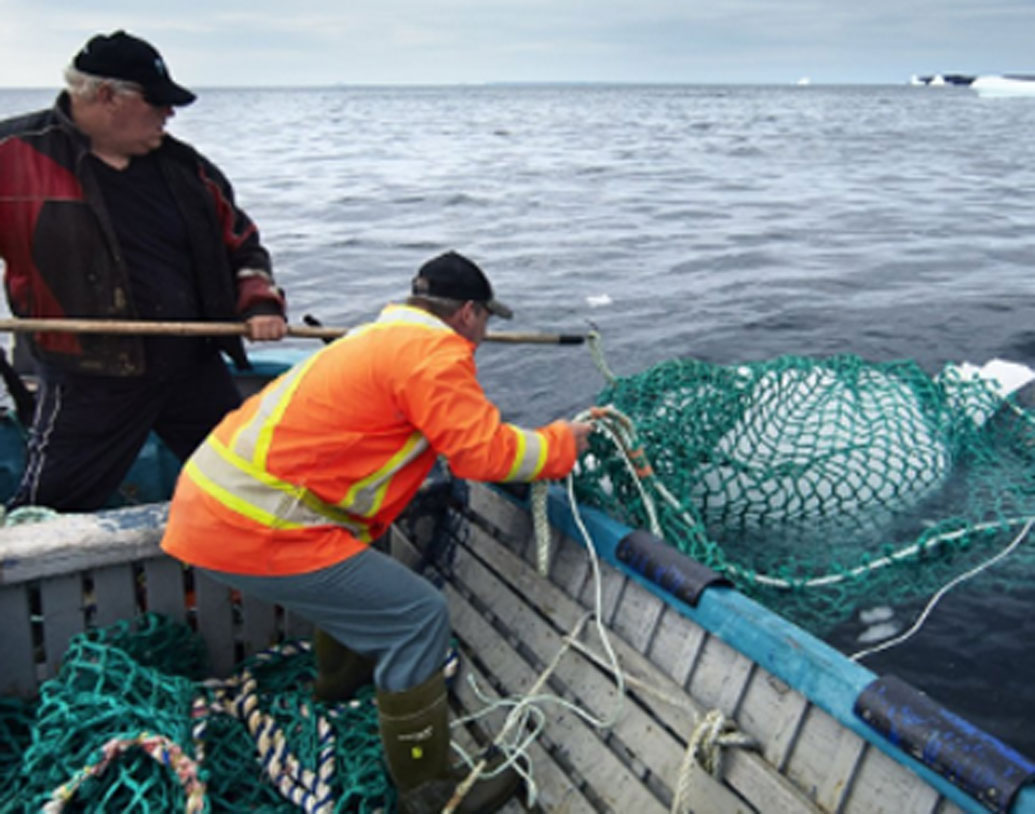 International news Meet Iceberg hunters of Atlantic ocean dgtl