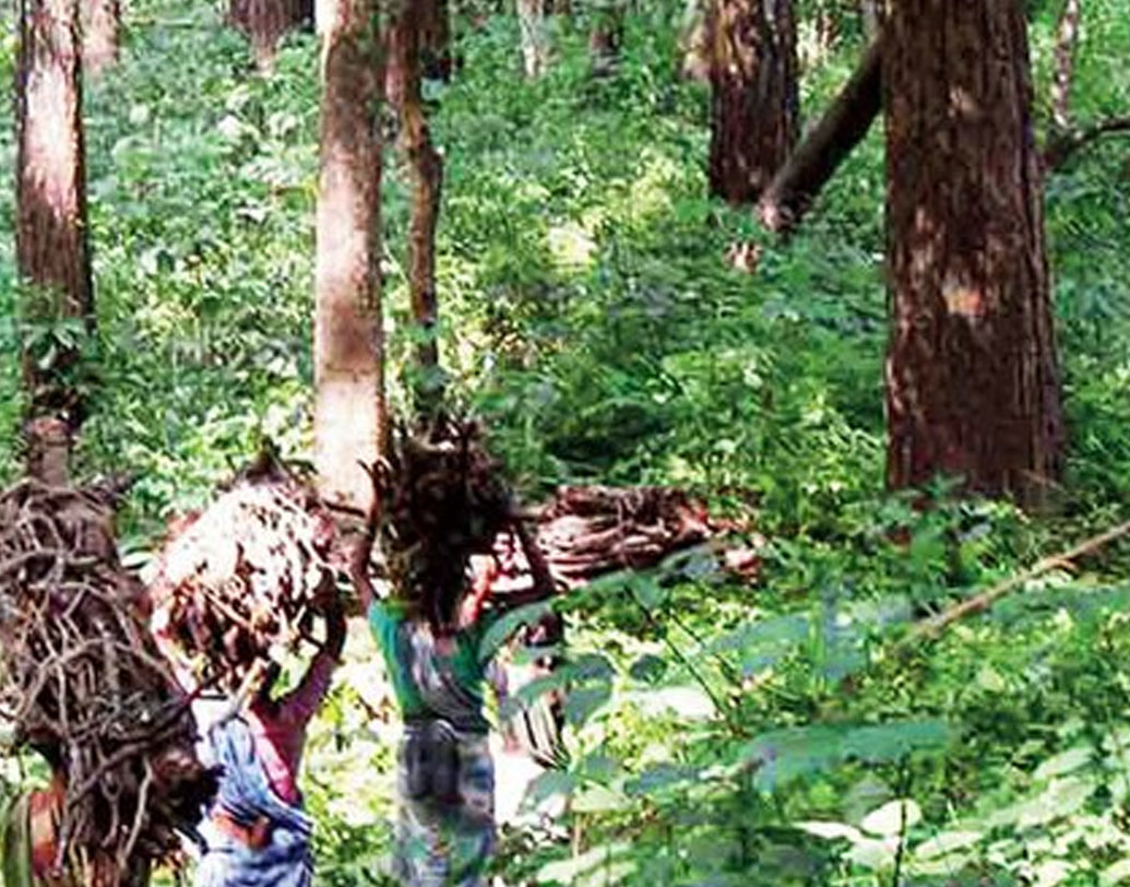 পোস্টিং ছিল দন্তেওয়াড়ার মতো মাওবাদী ডেরায়। কখনও দৃঢ় হাতে দমন করেছেন মাওবাদী সমস্যা। আবার কখনও কর্মসূচি এগিয়ে নিয়ে গিয়েছেন মাওবাদীদের মূলস্রোতে ফেরাতে। সমাজের সব স্তরে পৌঁছতে হাতিয়ার করেছেন কবিতা ও গানকে।