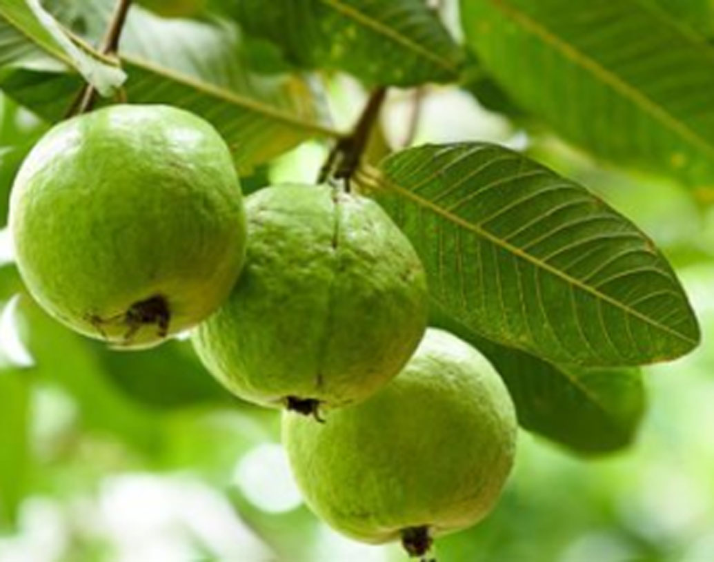 প্রথম ভিডিয়ো পোস্ট করেন ২০১২ সালে। ‘গুয়াভা ইন কেরালা হোম’ নামে বাগানের পেয়ারা গাছের ভিডিয়ো পোস্ট করেছিলেন তিনি। ভিডিয়োর বিষয়বস্তু ছিল পেয়ারার উপকারিতা। প্রথম ভিডিয়োই চমকে দিয়েছিল অ্যানিকে। ৮ হাজার ৫০০ ভিউ এবং ৮টি উৎসাহমূলক মন্তব্য এসেছিল ওই পোস্টে।