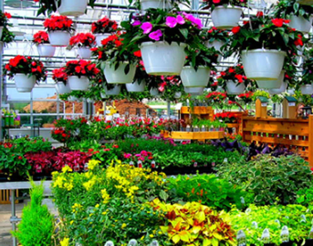 কখনও উপদেশ দেন, কী ভাবে ভাল গাছের চারা নার্সারি থেকে বেছে নেবেন। কখনও জানান, কী ভাবে বাড়িতে জৈব সার বানাবেন।