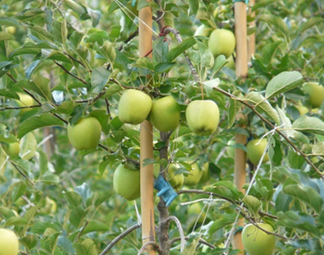 নিজের ইউটিউব চ্যানেলের নাম দিয়েছেন ‘কৃষি লোকাম’। তাঁর ইউটিউব চ্যানেলের সাবস্ক্রাইবারের সংখ্যা এখন তিন লক্ষেরও বেশি। অনেক কৃষকও তাঁর কাছে চাষবাসের পরামর্শ নেন। ইউটিউব কমেন্ট বক্সে গিয়ে তিনি প্রতিটা প্রশ্নের উত্তরও দেন।