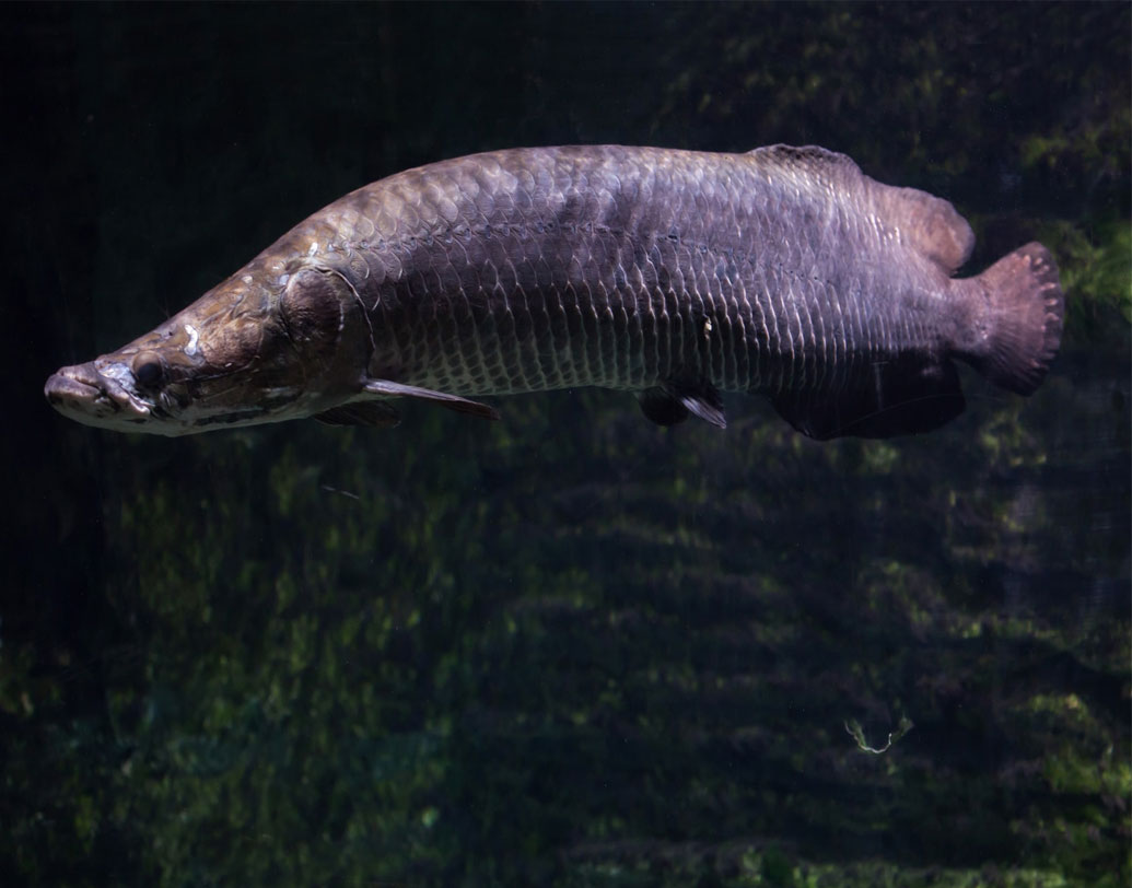 অরপাইমা: বিশ্বের স্বাদু জলের বৃহত্তম মাছ এটি। পিরারুকু নামেও পরিচিত এরা। দৈর্ঘ্যে এরা প্রায় ১০ ফুট হয়। এরা মাংসাশী হয়।