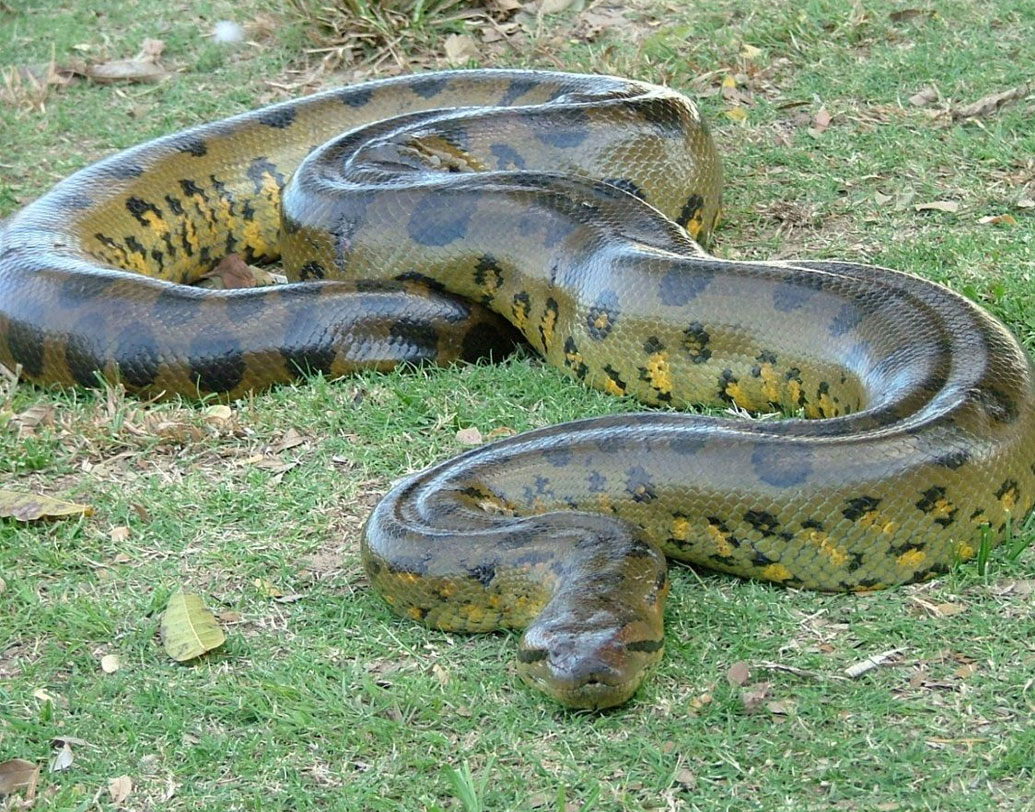 গ্রিন অ্যানাকোন্ডা: বিশ্বের সবচেয়ে বড় সাপ এটি। আমাজন নদীতেই এদের দেখা মেলে। এদের দৈর্ঘ্য ৩০ ফুট পর্যন্ত হয়। ওজন ২৫০ কেজিরও বেশি।