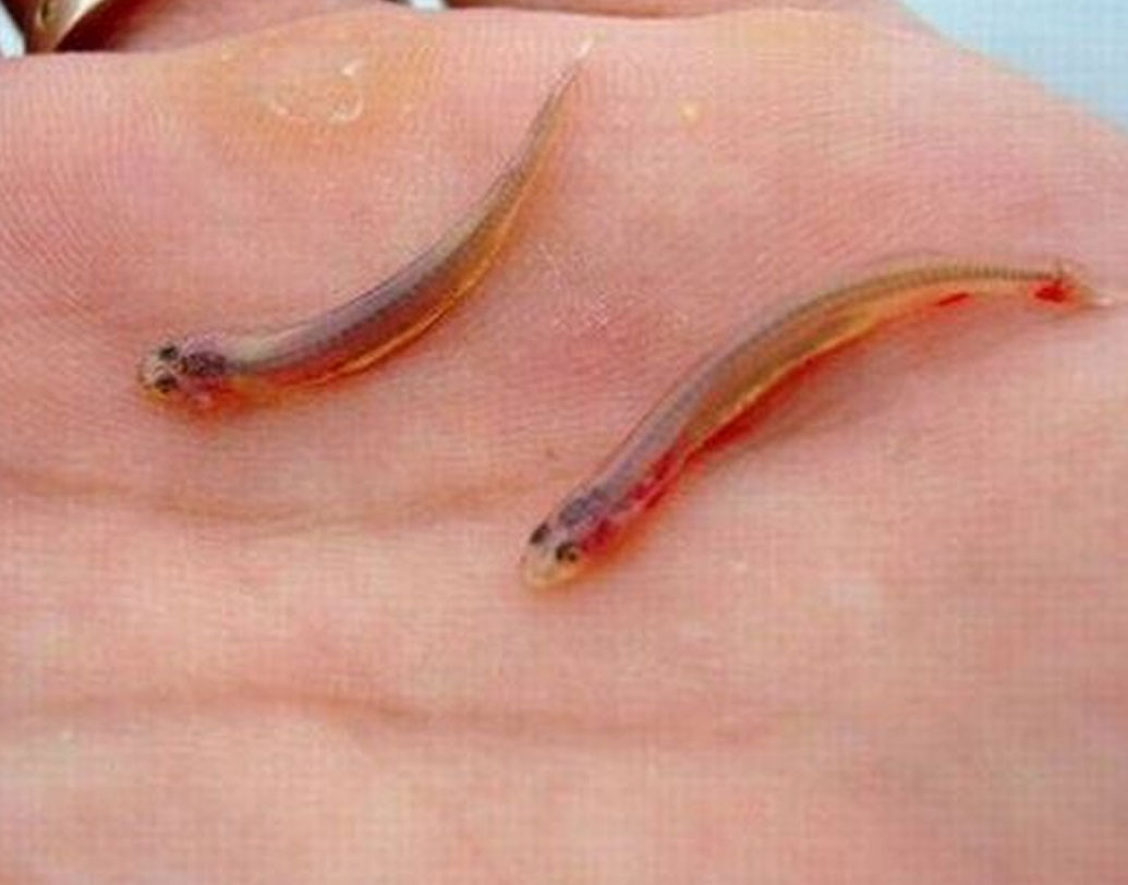 ক্যান্ডিরু: এটি একটি ছোট প্রজাতির রক্তপিপাসু মাছ। এদের ভ্যাম্পায়ার ফিশ-ও বলা হয়। বলিভিয়া, ব্রাজিল, কলম্বিয়া, পেরুতে পাওয়া যায়।