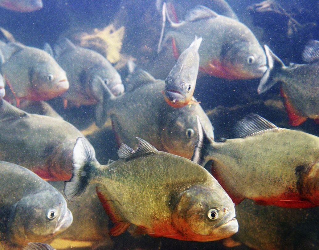 পিরানহা: এই মাছের মধ্যে রেড বেলি পিরানহা খুবই ভয়ানক। আমাজন নদীর ত্রাস বলা হয় এই মাছকে। এরা ঝাঁক বেঁধে ঘুরে বেড়ায়। শিকার করে দলবদ্ধ ভাবে। এদের দাঁতে এত ধার যে নিমেষে বড় কোনও পশুকে খেয়ে ফেলতে পারে।