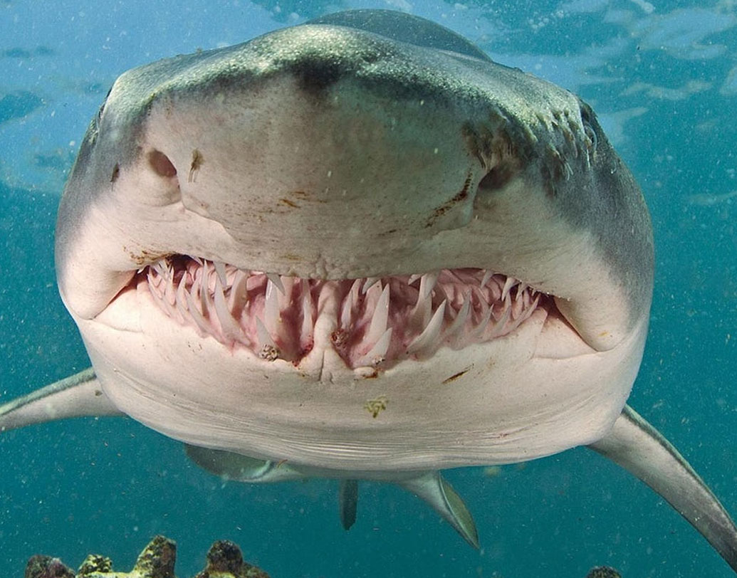 বুল শার্ক: সাধারণত হাঙরদের সমুদ্রেই দেখা যায়। কিন্তু আমাজন নদীতে বুল শার্কের দেখা পাওয়া যায়। এদের দৈর্ঘ্য প্রায় ১১ ফুট মত হয়। ওজন ৩০০ কেজিও হতে পারে।