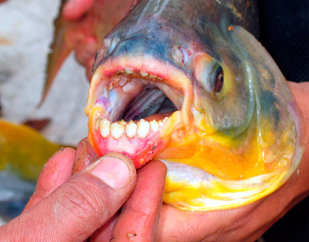 দ্য পাকু: এদের পিরানহার বড় ভাই বলা হয়। মানুষের মত দাঁতই এদের বড় পরিচয়। এরা সর্বভুক।